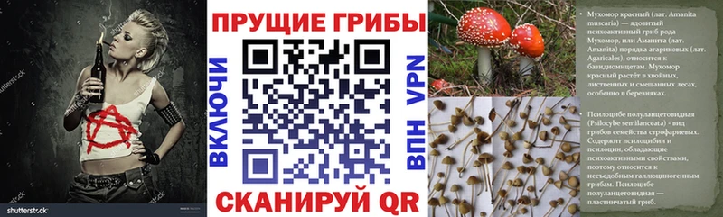 блэк спрут ССЫЛКА  Бирск  Псилоцибиновые грибы Psilocybe  наркотики 